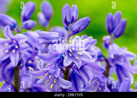 Bluebell o Giacinto selvatico (hyacinthoides non-scripta o endymion non-scriptus), primo piano che mostra i fiori che iniziano ad apparire in primavera. Foto Stock