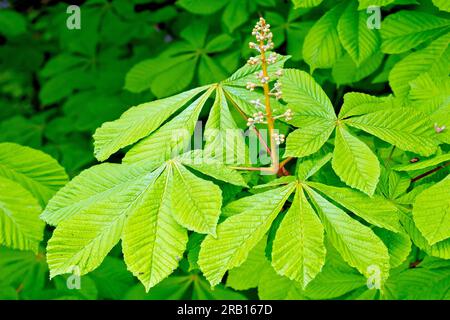 Ippocastano (aesculus hippocastanum), primo piano che mostra una punta di fiori in piedi fieri sopra le nuove foglie dell'albero. Foto Stock