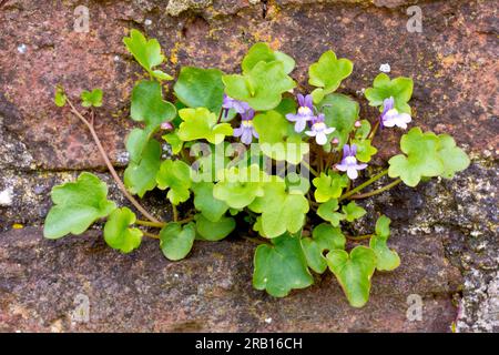 Toadflax (cymbalaria muralis) con foglie di edera, primo piano di un piccolo gruppo di foglie e fiori che crescono da una vecchia parete. Foto Stock