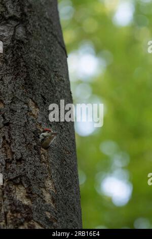 Picchio medio giovane (Leiopicus medius), faggio, foresta naturale Wotansborn, foresta di protezione, Steigerwald, contea di Haßberge, Rauenebrach, bassa Franconia, Baviera, Germania, Europa Foto Stock