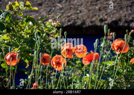 Papavero di mais rosso al Blue Barn, Vitte, isola di Hiddensee, Meclemburgo-Pomerania occidentale, Germania Foto Stock