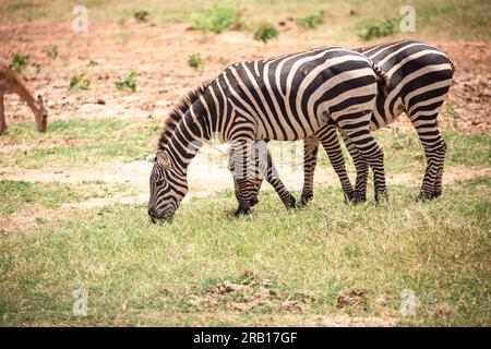 Zebre nella savana africana, Safari nel Parco nazionale dello Tsavo, Kenya, Africa Foto Stock