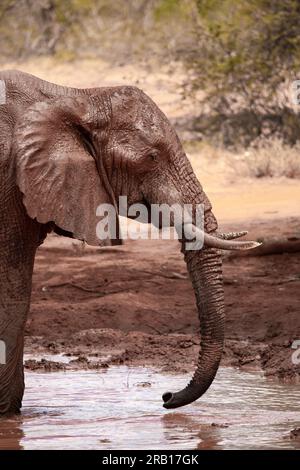 Mandria di elefanti portata in safari in Kenya, Africa, i famosi elefanti rossi nel Parco Nazionale dello Tsavo Foto Stock