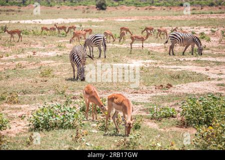 Zebre nella savana africana, Safari nel Parco nazionale dello Tsavo, Kenya, Africa Foto Stock