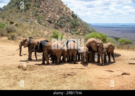 Mandria di elefanti nella savana in cerca di acqua, safari, safari nel Parco Nazionale di Tsavo, Kenya, Africa Foto Stock