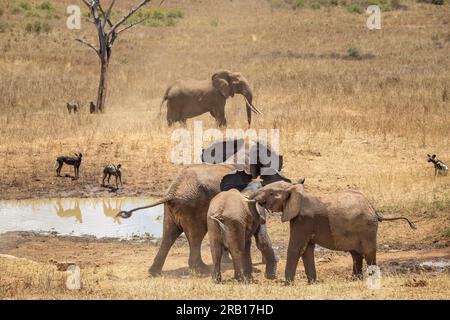 Mandria di elefanti portata in safari in Kenya, Africa, i famosi elefanti rossi nel Parco Nazionale dello Tsavo Foto Stock