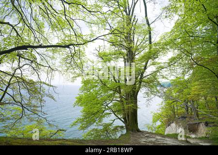 Foresta di faggi sulla scogliera, vista sul mare, sorgente nel parco nazionale di Jasmund, antiche foreste di faggi, patrimonio dell'umanità dell'UNESCO, isola di Rügen, Germania, Foto Stock