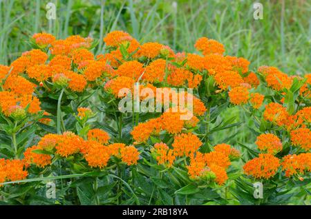 Arancione, Milkweed Asclepias tuberosa Foto Stock