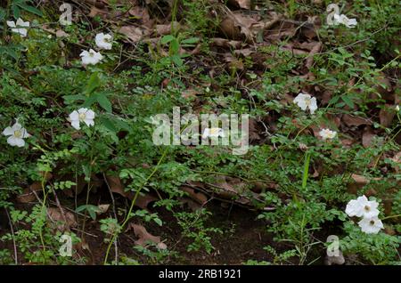 White Prairie Rose, Rosa foliolosa Foto Stock