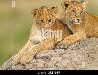 Due cuccioli (Panthera leo) che giocano su un tumulo di termite, Maasai Mara Wildlife Sanctuary, Kenya. Foto Stock