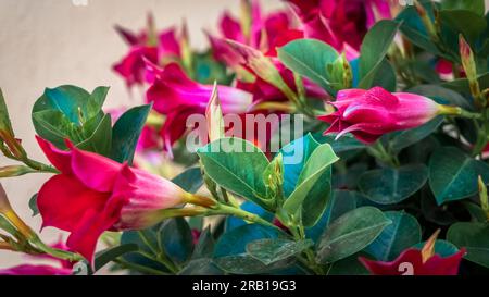 Mandevilla a Sallèles d'Aude. Foto Stock