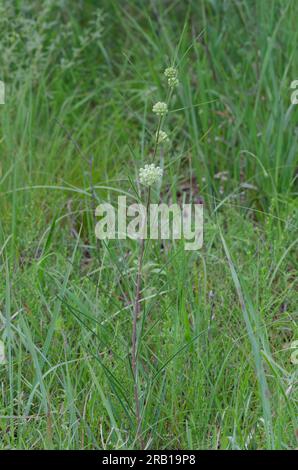 Slimleaf Milkweed, Asclepias stenophylla Foto Stock