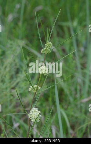 Slimleaf Milkweed, Asclepias stenophylla Foto Stock