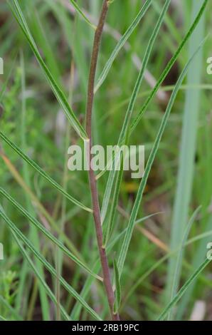 Slimleaf Milkweed, Asclepias stenophylla, stelo e foglie Foto Stock