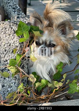 Chihuahua che sbircia da dietro il vaso dei fiori, stagione estiva Foto Stock