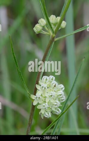 Slimleaf Milkweed, Asclepias stenophylla Foto Stock