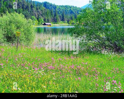 Prato primaverile con garofani a cucù sul lago Lautersee Foto Stock