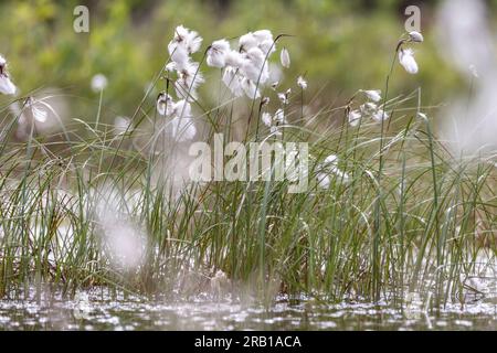 Primi piani di erba di cotone nella palude di Tister Foto Stock