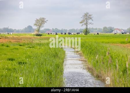 Fosso di drenaggio di Budjadingen con mucche sullo sfondo Foto Stock