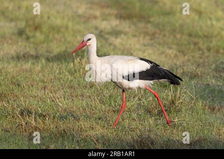 Una cicogna bianca che cerca in un prato Foto Stock