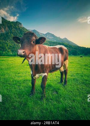 Mucca ALM in Baviera Foto Stock