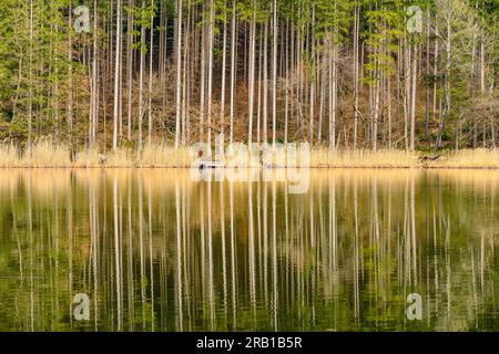 Germania, Baviera, Tölzer Land, Egling, distretto di Thanning, Thanninger Weiher Foto Stock