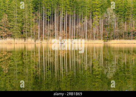 Germania, Baviera, Tölzer Land, Egling, distretto di Thanning, Thanninger Weiher Foto Stock