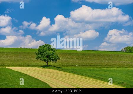 Germania, Baviera, Tölzer Land, Icking, distretto di Dorfen, paesaggio culturale Foto Stock