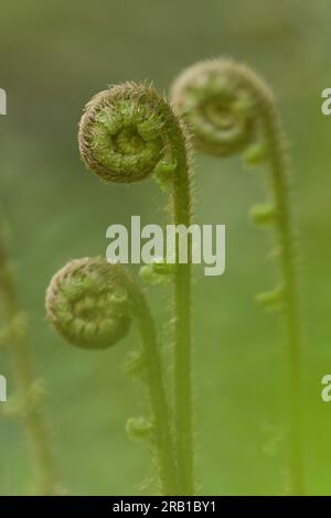 Germogli di giovani felci, vera felce di vermi, primavera, Parco naturale di Pfälzerwald, riserva della biosfera di Pfälzerwald-Nordvogesen, Germania, Renania-Palatinato Foto Stock