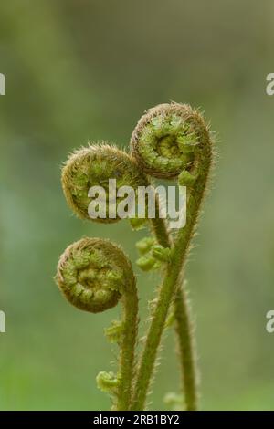 Germogli di giovani felci, vera felce di vermi, primavera, Parco naturale di Pfälzerwald, riserva della biosfera di Pfälzerwald-Nordvogesen, Renania-Palatinato, Germania Foto Stock