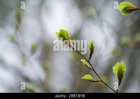 Giovani foglie di faggio di rame in primavera, Parco naturale di Pfälzerwald, riserva della biosfera di Pfälzerwald-Nordvogesen, Renania-Palatinato, Germania Foto Stock