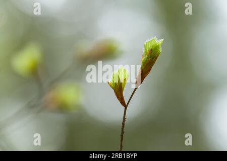 Giovani foglie di faggio di rame in primavera, Parco naturale di Pfälzerwald, riserva della biosfera di Pfälzerwald-Nordvogesen, Renania-Palatinato, Germania Foto Stock