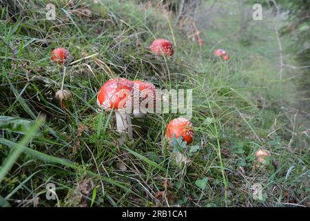 Funghi velenosi crescono nella foresta in natura - mosca rossa agarica (Amanita muscaria). Foto Stock