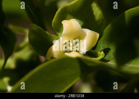 Immagine macro di un primo piano di un fiore di albero di cachi (diospyros kaki) in primavera, in attesa di essere impollinato da insetti per formare un frutto in estate Foto Stock