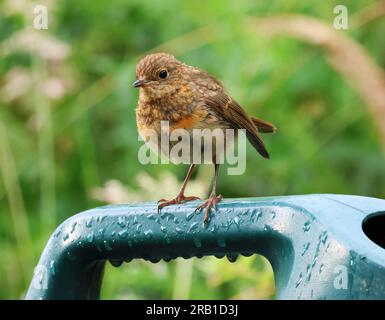 Un giovane Robin di nuova concezione che posa su una lattina di plastica Foto Stock