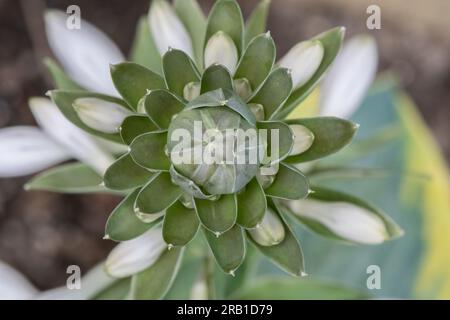 Primo piano dei fiori di "Frances Williams" hosta, immagine macro che guarda verso il basso il fusto del fiore. Foto Stock