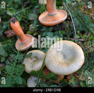 In natura, i funghi commestibili Lactarius deliciosus crescono nella foresta Foto Stock