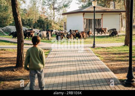 Un ritratto posteriore di un bambino contadino che si prende cura di un branco di pecore mentre il gregge pascolava su un prato nel parco forestale. Shepherd Foto Stock