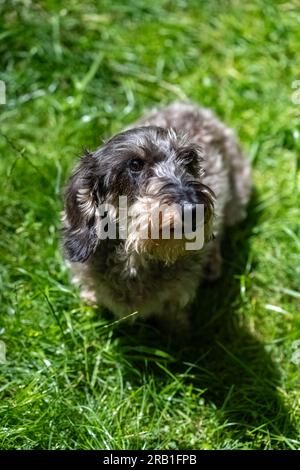 Un dachshund wirehaired in piedi sull'erba, un simpatico cane in giardino Foto Stock