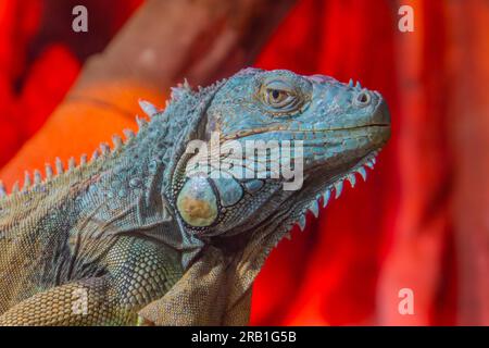Primo piano della testa di iguana rossa con una bella pelle che regge il legno. Testa di iguana albino gialla isolata su sfondo nero Foto Stock