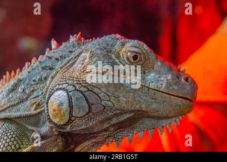 Primo piano della testa di iguana rossa con una bella pelle che regge il legno. Testa di iguana albino gialla isolata su sfondo nero Foto Stock