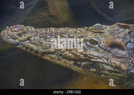 Un coccodrillo cubano Crocodylus Rhombifer è una piccola specie di coccodrillo endemica di Cuba. Testa di coccodrillo da vicino. Coccodrillo che nuota in acqua - testa su Foto Stock
