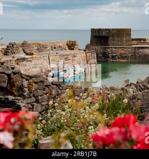 Due barche ormeggiate nel porto di Craster con fiori rosa in primo piano Foto Stock