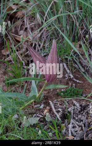 Corna antilope, asperula di Asclepias, con frutta Foto Stock