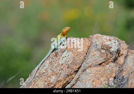 Eastern Collared Lizard, Crotaphytus collaris, maschio Foto Stock