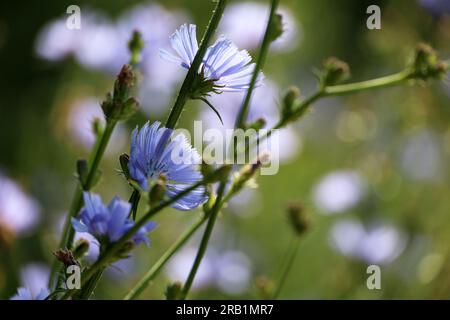 Fiori di cicoria blu alla luce del sole su un prato, pianta curativa in estate Foto Stock