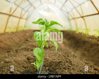 Piantina di pepe stagno vegetale vegetazione giovane capsicum annuum jalapeno verde biologico coltivazione matura piantagione di piante fresche cile dettaglio campo ravvicinato la Foto Stock