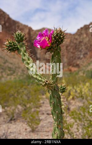 Il cactus magenta di cane cholla fiorisce nel deserto del Chihuahuan con i monti Chisos in lontananza Foto Stock