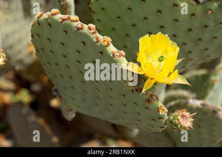 Ravvicinato cactus di fichi d'India (Opuntia strigil) fioritura giallo brillante nel Big Bend National Park Foto Stock