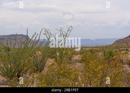 L'Ocotillo (Fouquieria splendens) si erge sul campo di cespuglio creosoto (Larrea tridentata) e di cactus porpora di fico d'India (Opuntia macrocentra) a Chihuahu Foto Stock